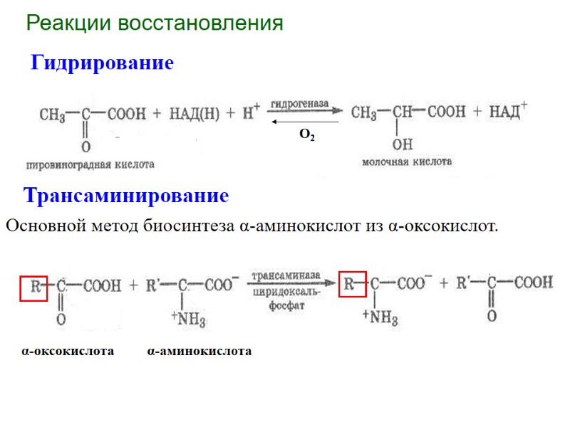 Реакции восстановления Гидрирование Трансаминирование Основной метод биосинтеза α-аминокислот из α-оксокислот.